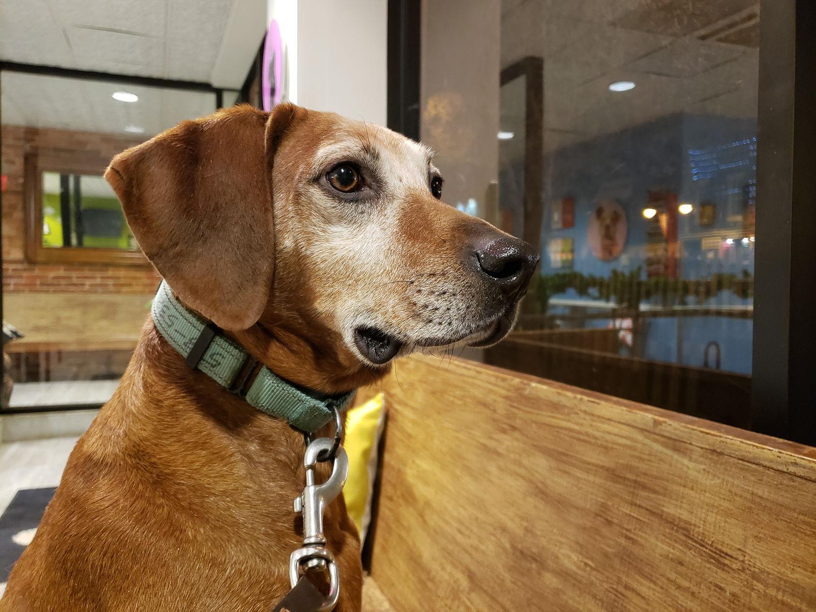 Hank, Adoptable, Adult Male Redbone Coonhound.