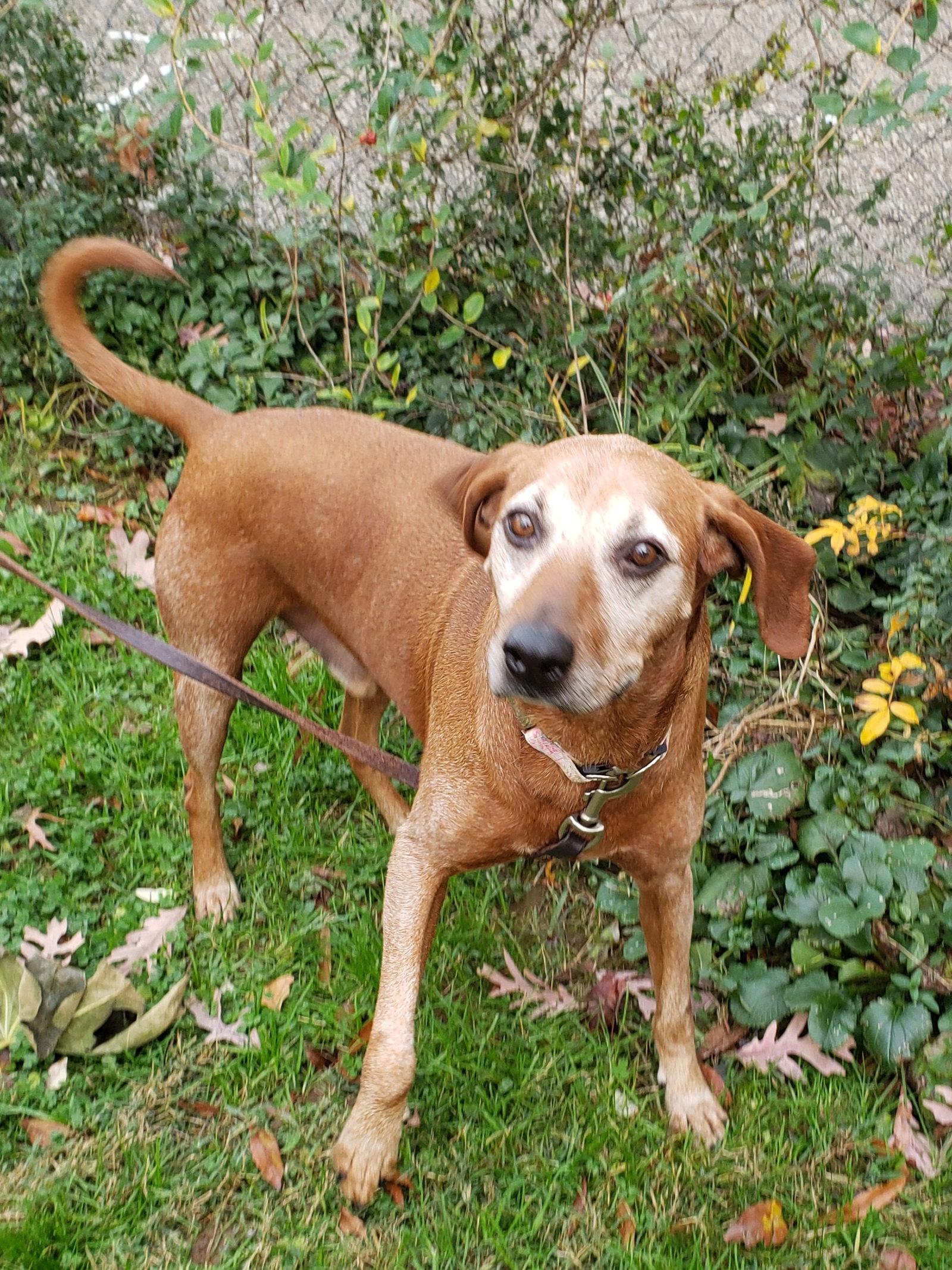 Hank, Adoptable, Adult Male Redbone Coonhound.