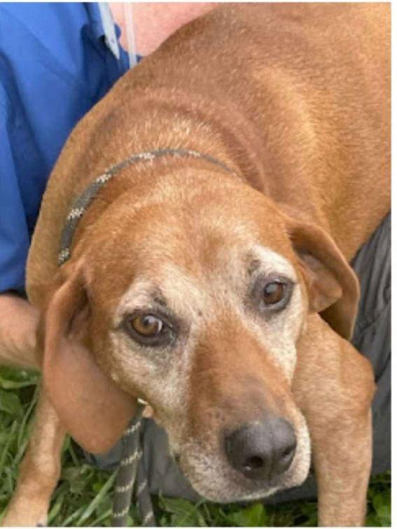 Enlarge Hank, a Adoptable Redbone Coonhound in Westminster, MD image 2/3