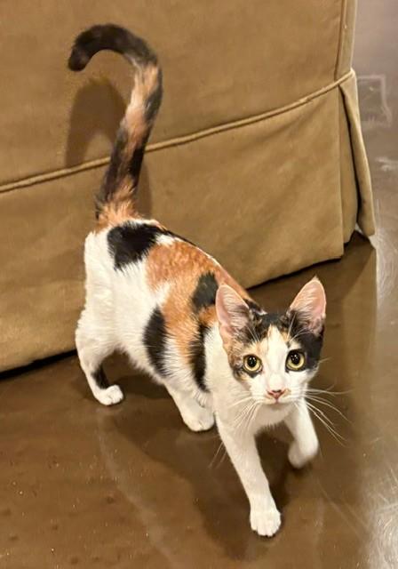 Faith (LE), an adopted Domestic Short Hair in Little Falls, NJ image 2/3