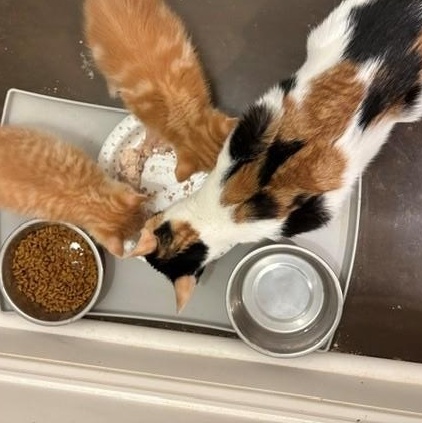 Faith (LE), an adopted Domestic Short Hair in Little Falls, NJ image 3/3