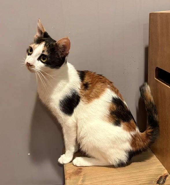Faith (LE), an adopted Domestic Short Hair in Little Falls, NJ image 1/3