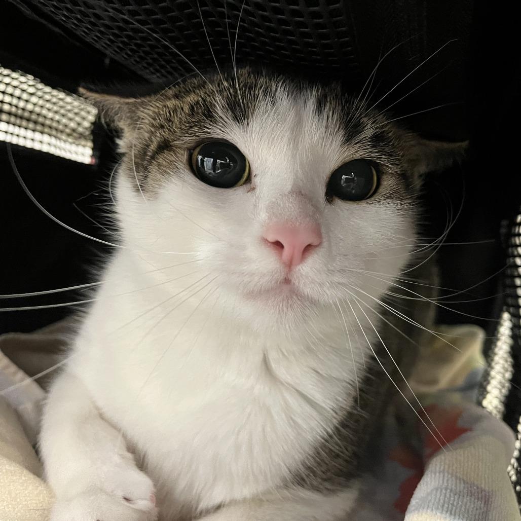 Petite, Adoptable, Young Female Domestic Short Hair.