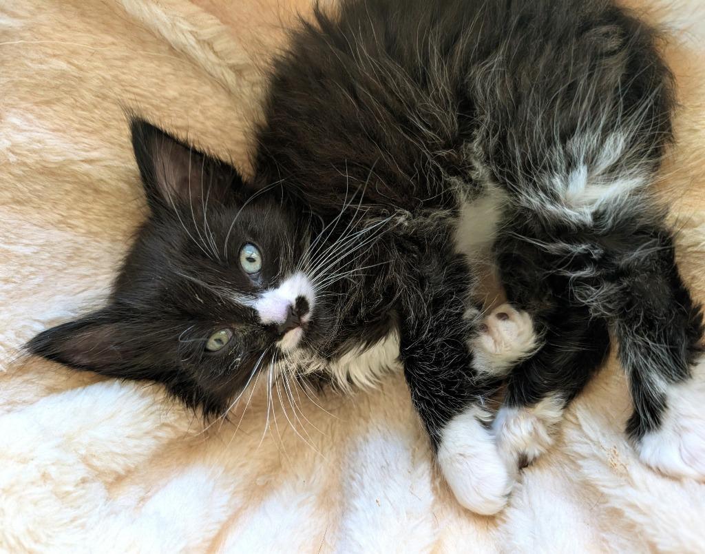 Zoro, Adoptable, Kitten Male Domestic Short Hair.