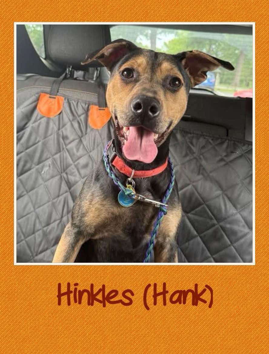Hank, ADOPTABLE, Young Male Hound.