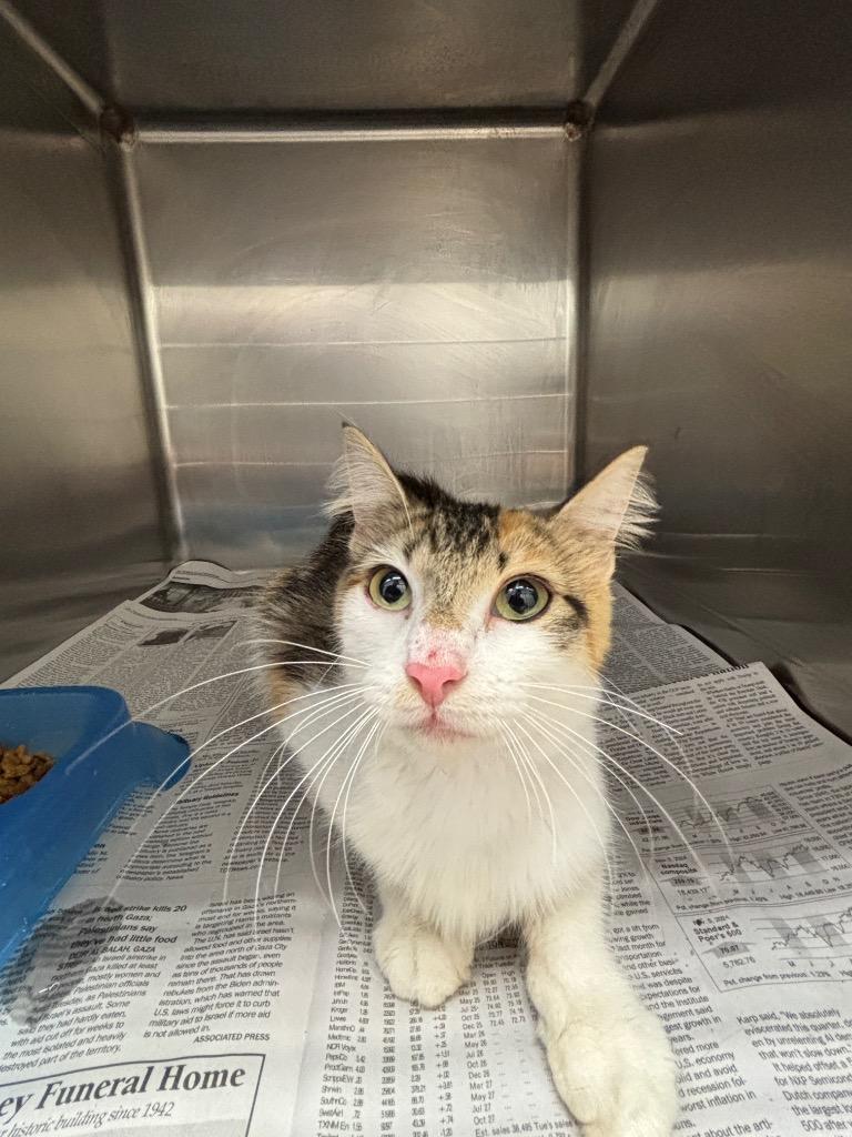 CHICA, Adoptable, Adult Female Domestic Short Hair.