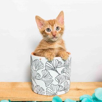 Franklin, a Adoptable Domestic Short Hair in Jefferson, LA image 6/6