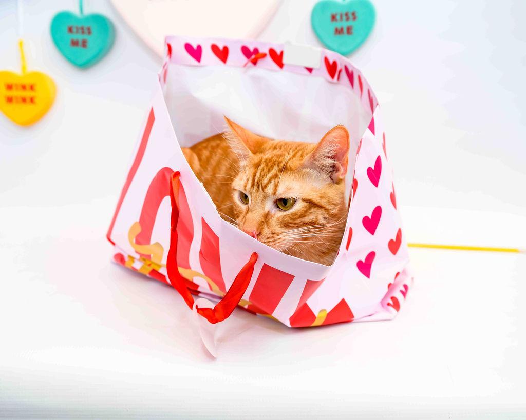 Enlarge Franklin, an adoptable Domestic Short Hair in Jefferson, LA image 1/4