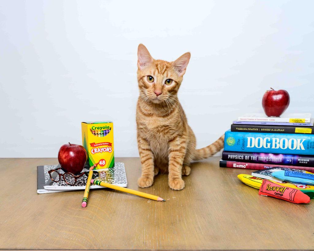 Franklin, a Adoptable Domestic Short Hair in Jefferson, LA image 3/6