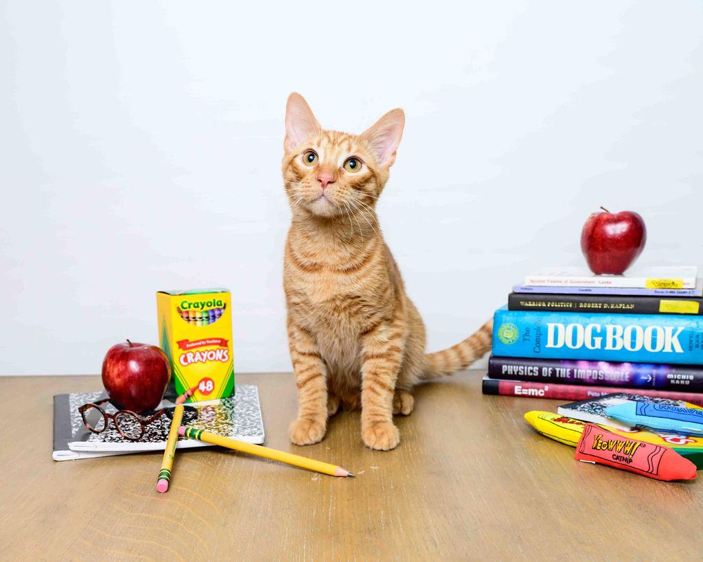 Franklin, a Adoptable Domestic Short Hair in Jefferson, LA image 1/6