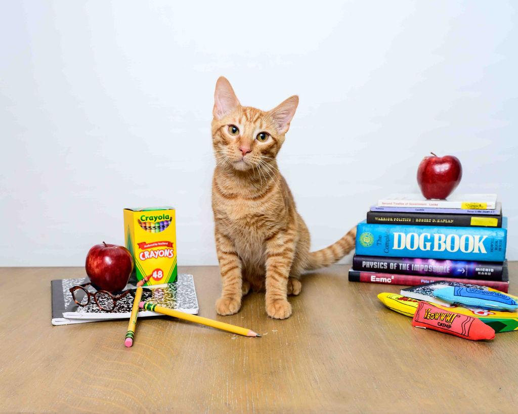 Franklin, adoptable, Kitten Male Domestic Short Hair.