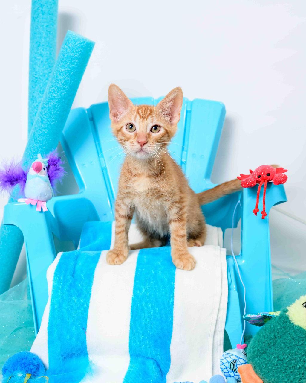 Franklin, a Adoptable Domestic Short Hair in Jefferson, LA image 4/6