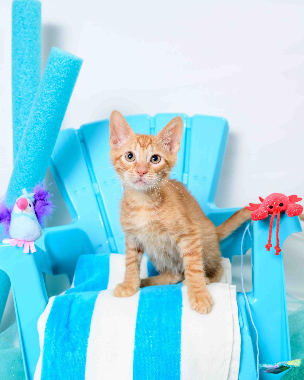 Franklin, a Adoptable Domestic Short Hair in Jefferson, LA image 5/6