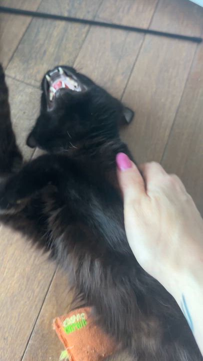 Enlarge Ebony, a ADOPTABLE mixed breed in los altos, CA video 5/6