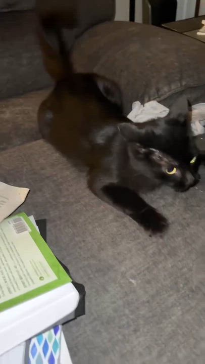 Enlarge Ebony, a Adoptable mixed breed in richmond, CA video 2/6