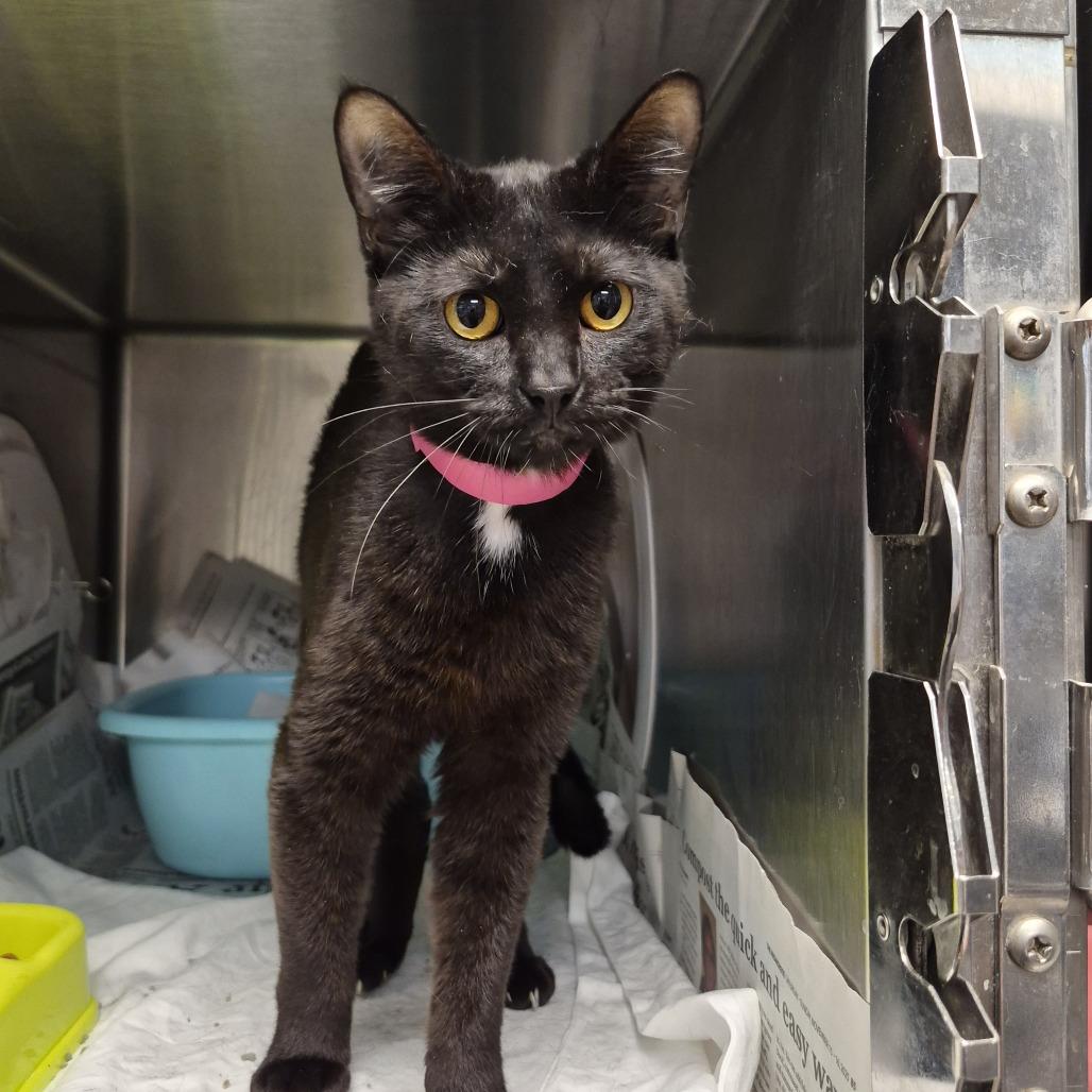 Enlarge Berta, a Adoptable Domestic Short Hair in Ardmore, OK image 1/1