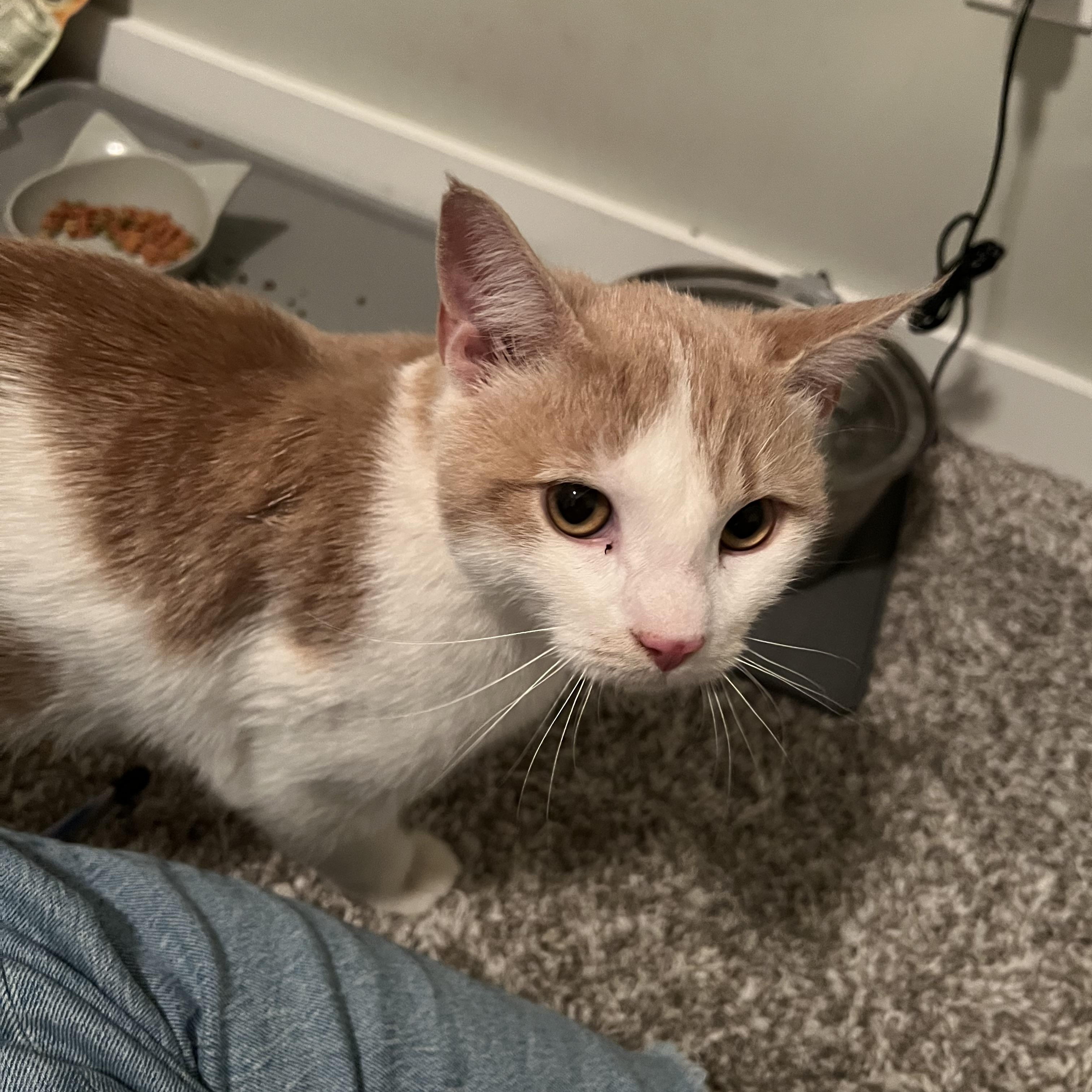 Enlarge Cornbread, a Adoptable Domestic Short Hair in Cleveland Heights, OH image 1/5