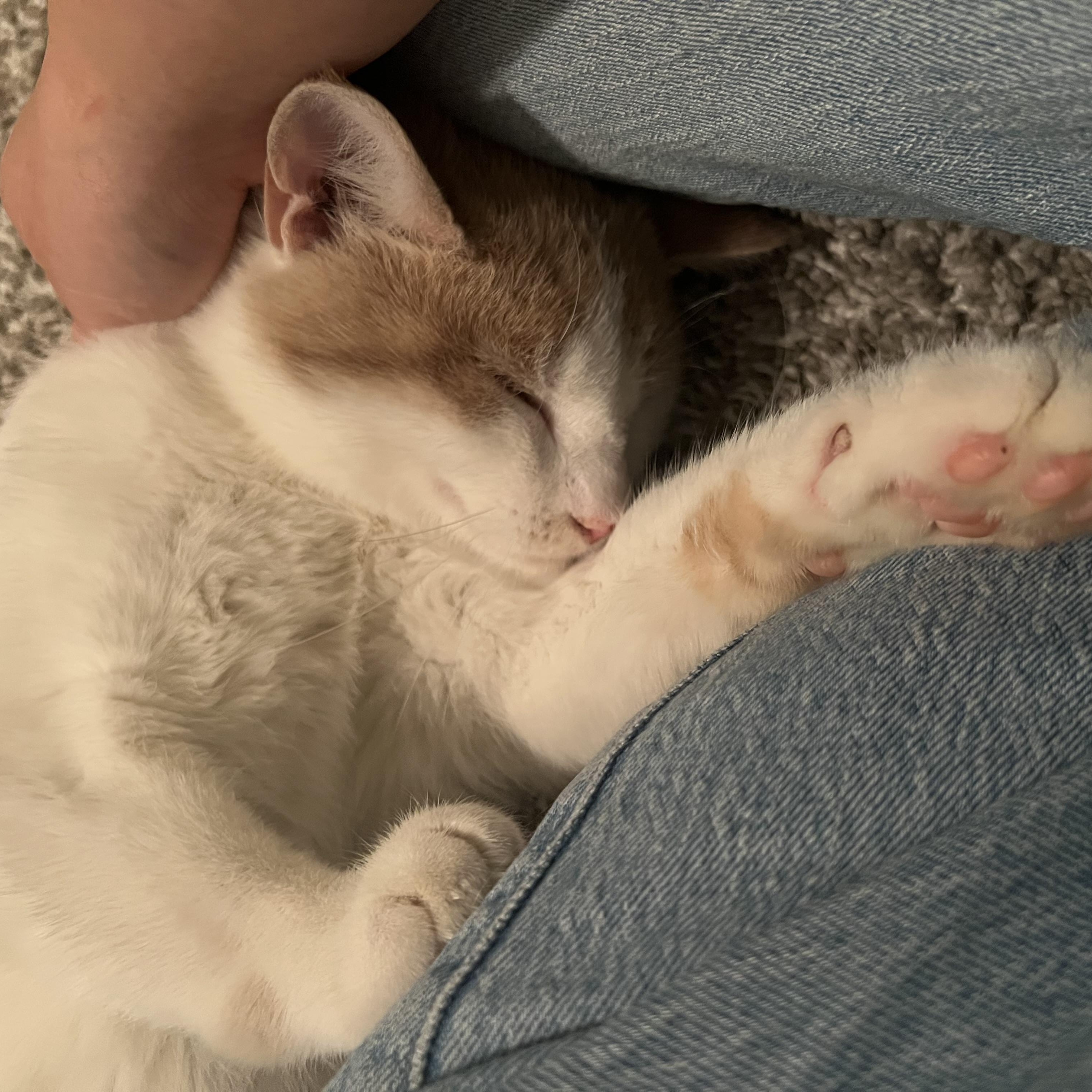 Enlarge Cornbread, a Adoptable Domestic Short Hair in Cleveland Heights, OH image 5/5