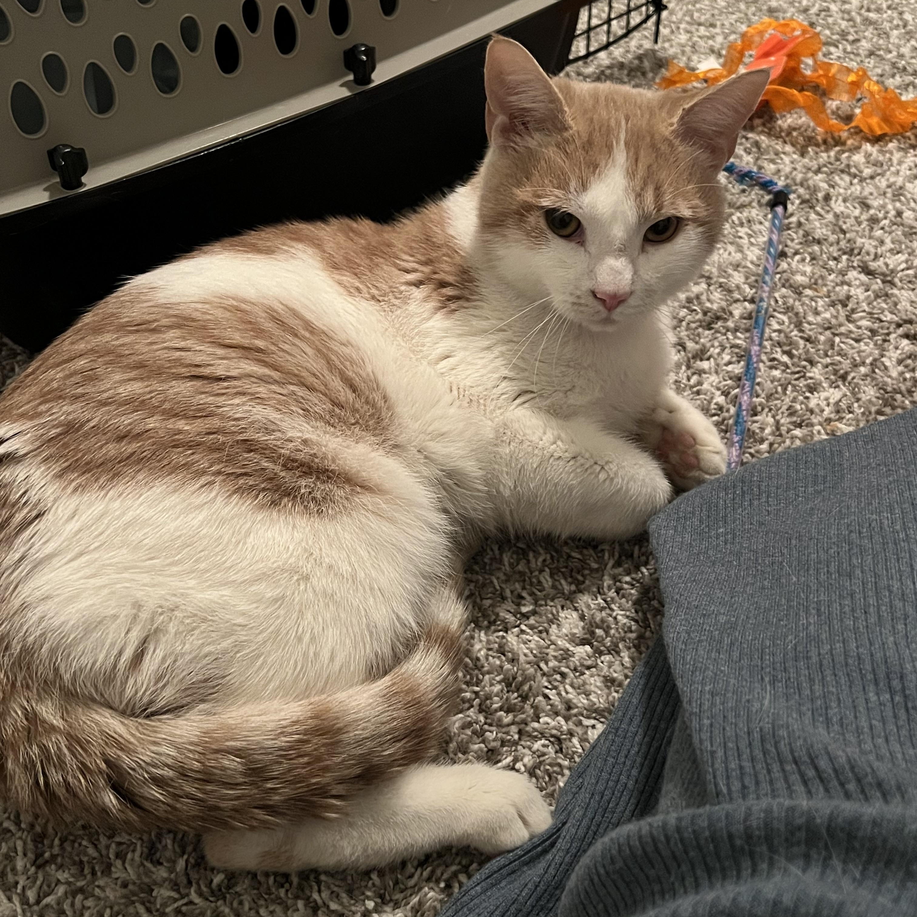 Enlarge Cornbread, a Adoptable Domestic Short Hair in Cleveland Heights, OH image 3/5