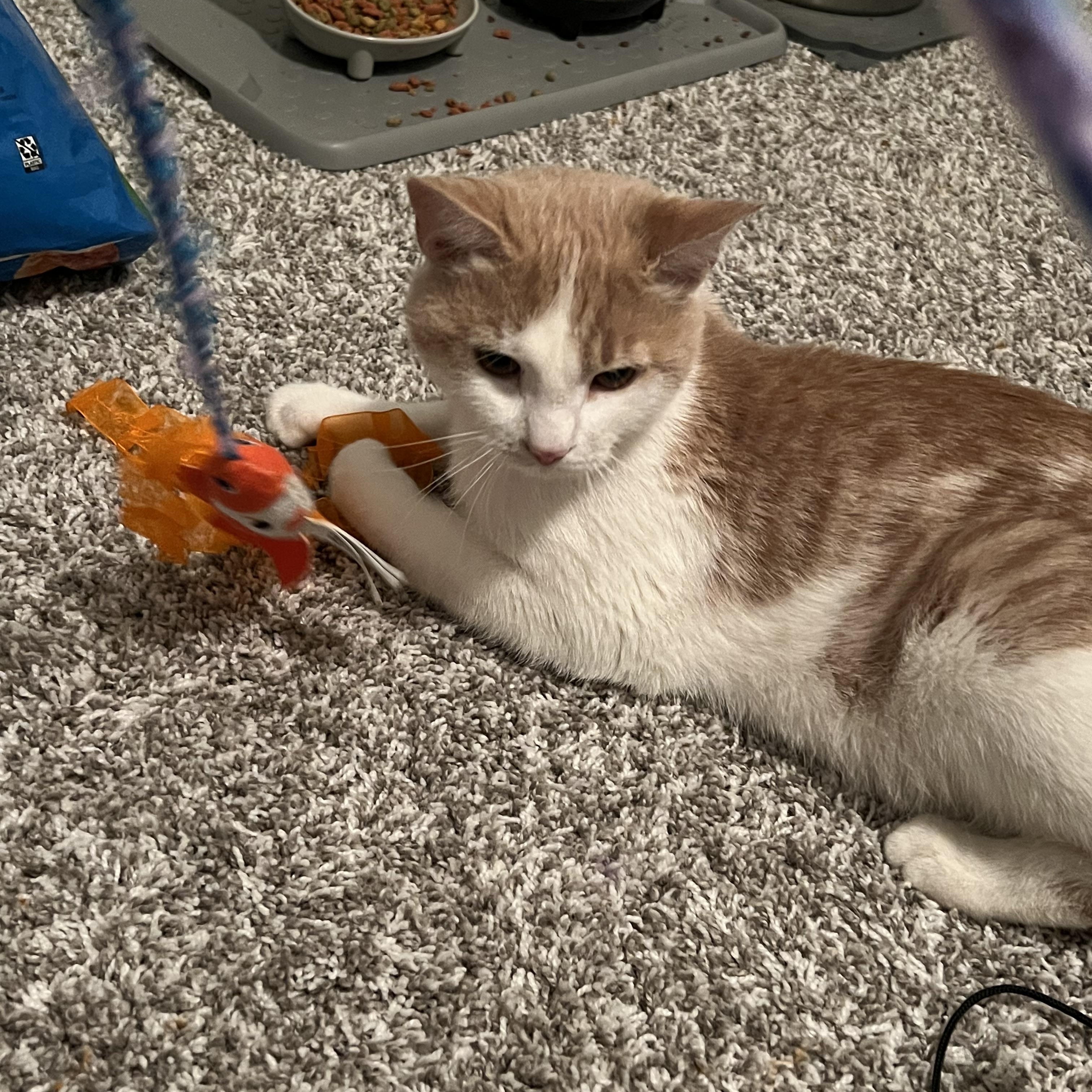 Enlarge Cornbread, a Adoptable Domestic Short Hair in Cleveland Heights, OH image 4/5