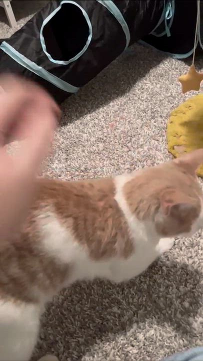 Enlarge Cornbread, a Adoptable Domestic Short Hair in Cleveland Heights, OH video 2/5