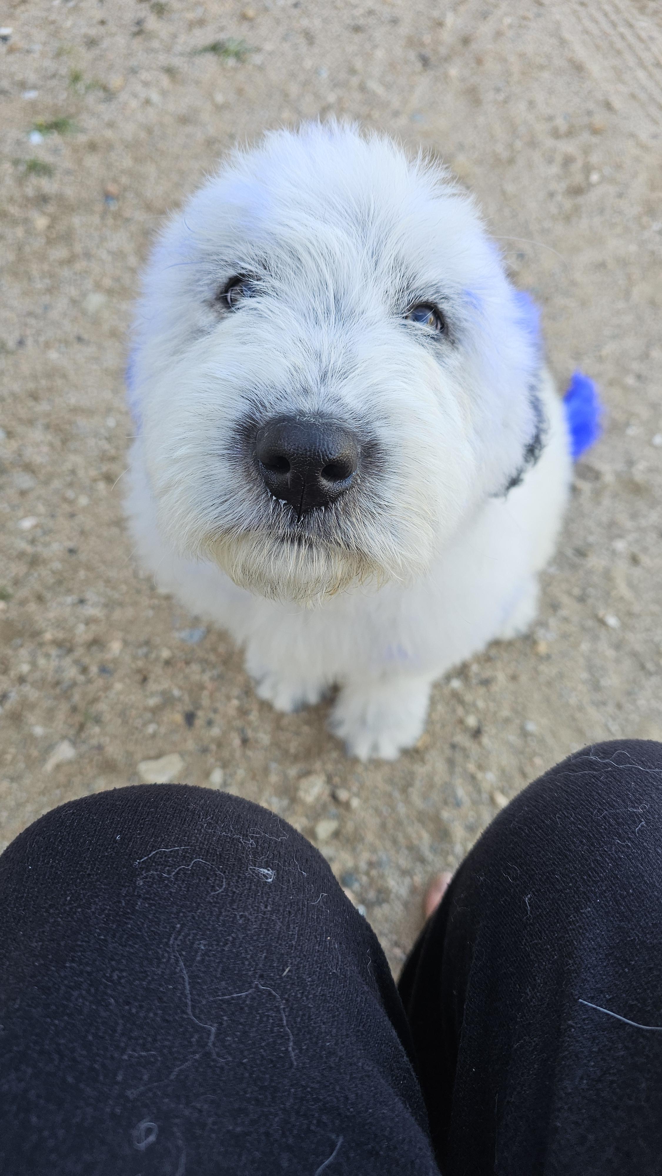 Enlarge Bud, an adopted mixed breed in Phelan, CA image 2/6