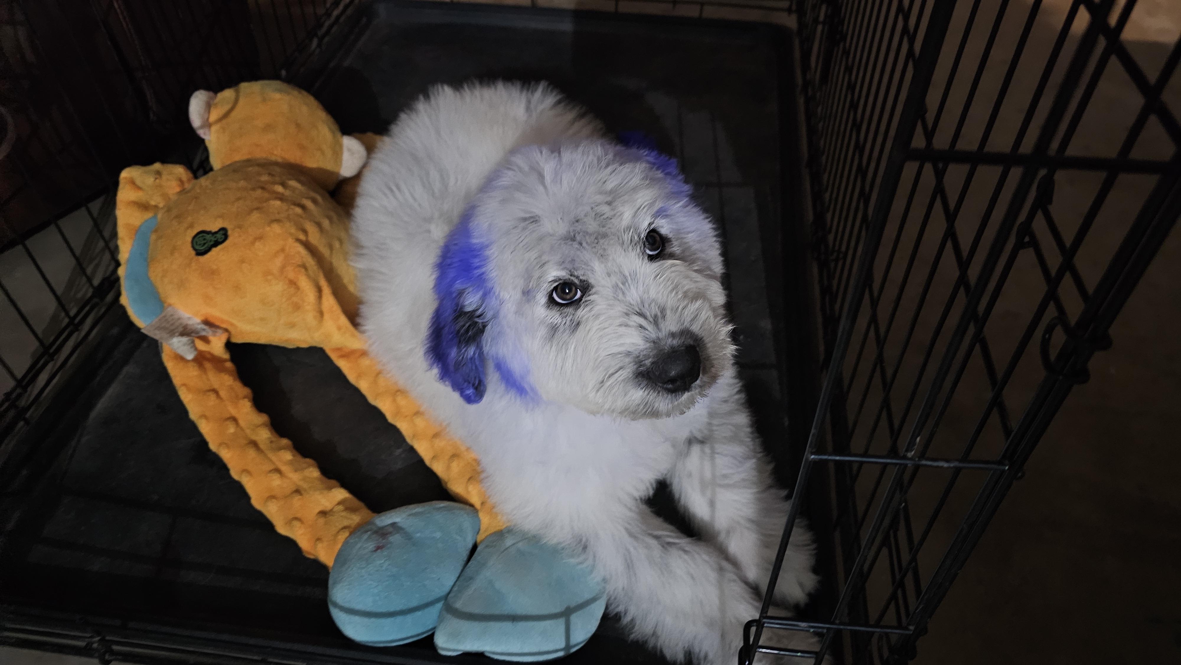 Enlarge Bud, an adopted mixed breed in Phelan, CA image 3/6