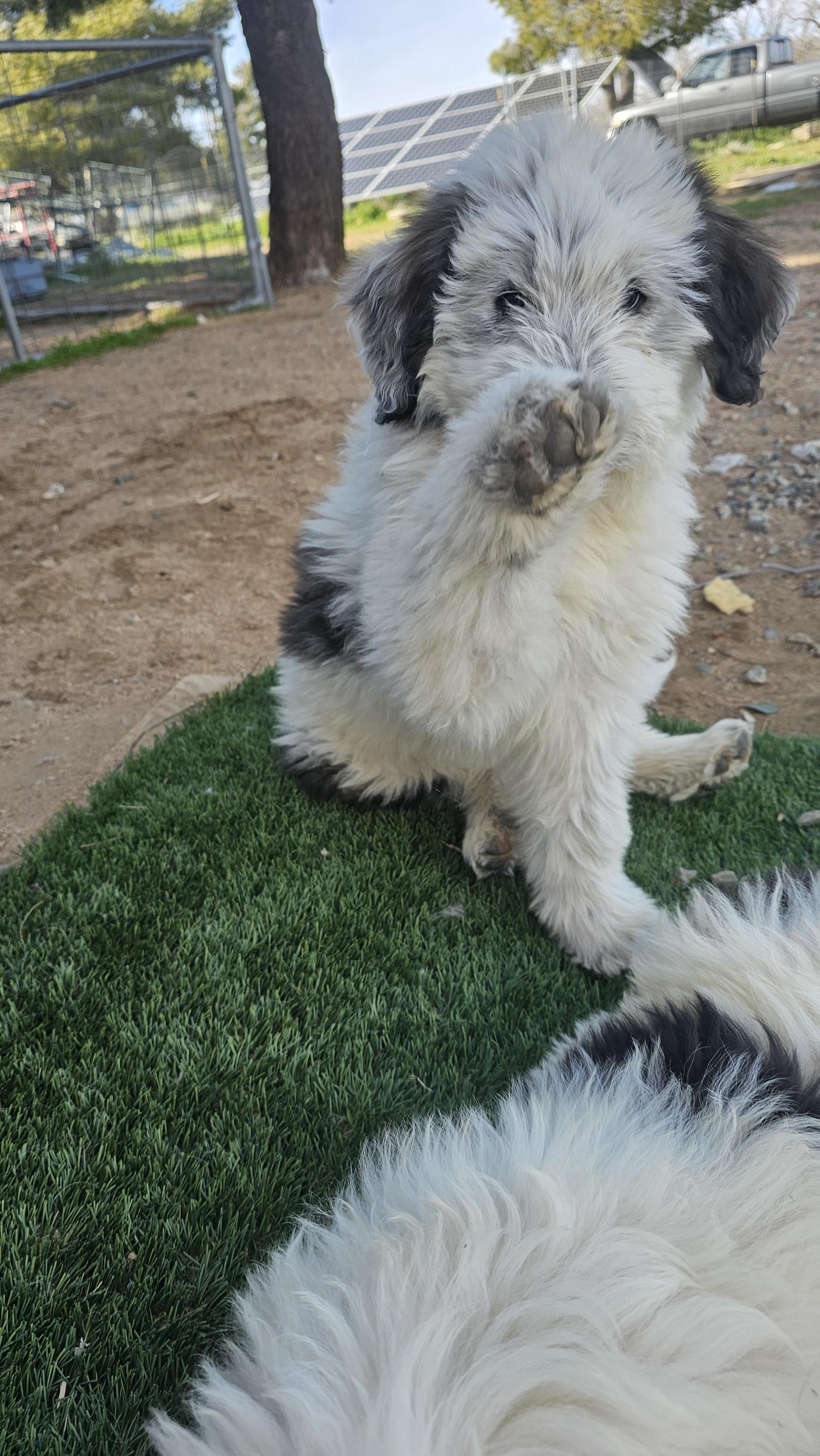 Enlarge Bud, an adopted mixed breed in Phelan, CA image 6/6