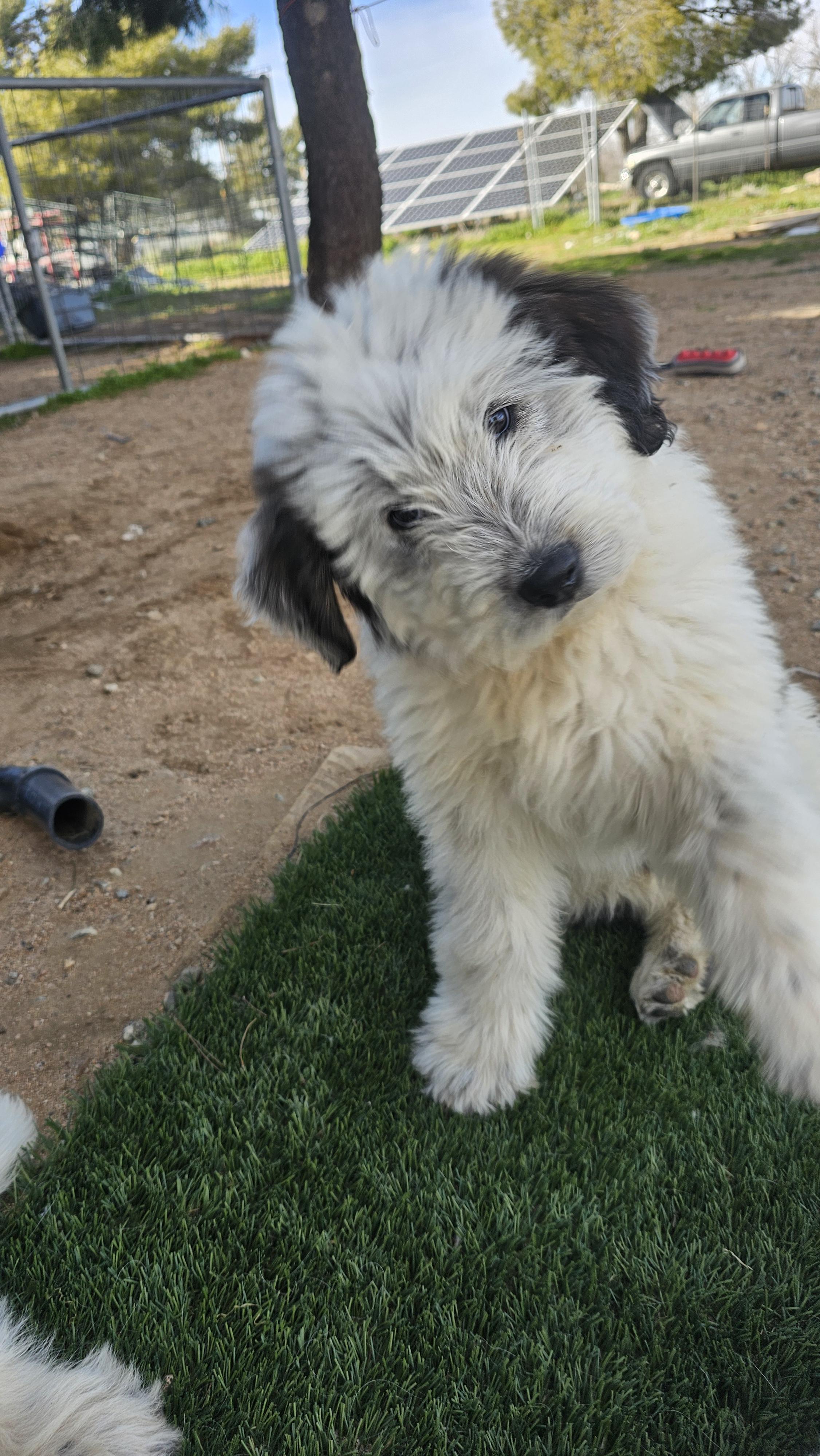 Bud, adopted, Puppy Male Great Pyrenees & Old English Sheepdog.