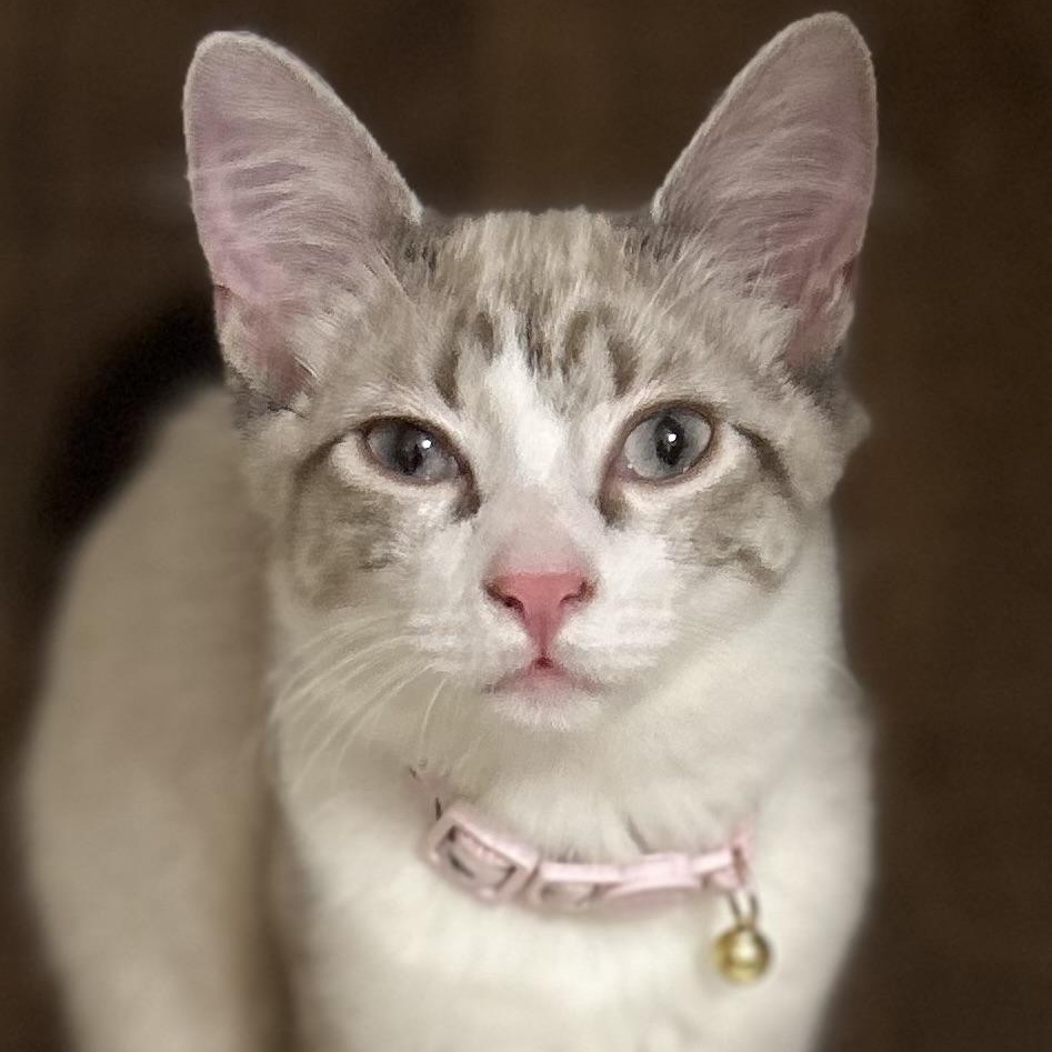 Brooke, a Adoptable Siamese in Glendora, CA image 4/4