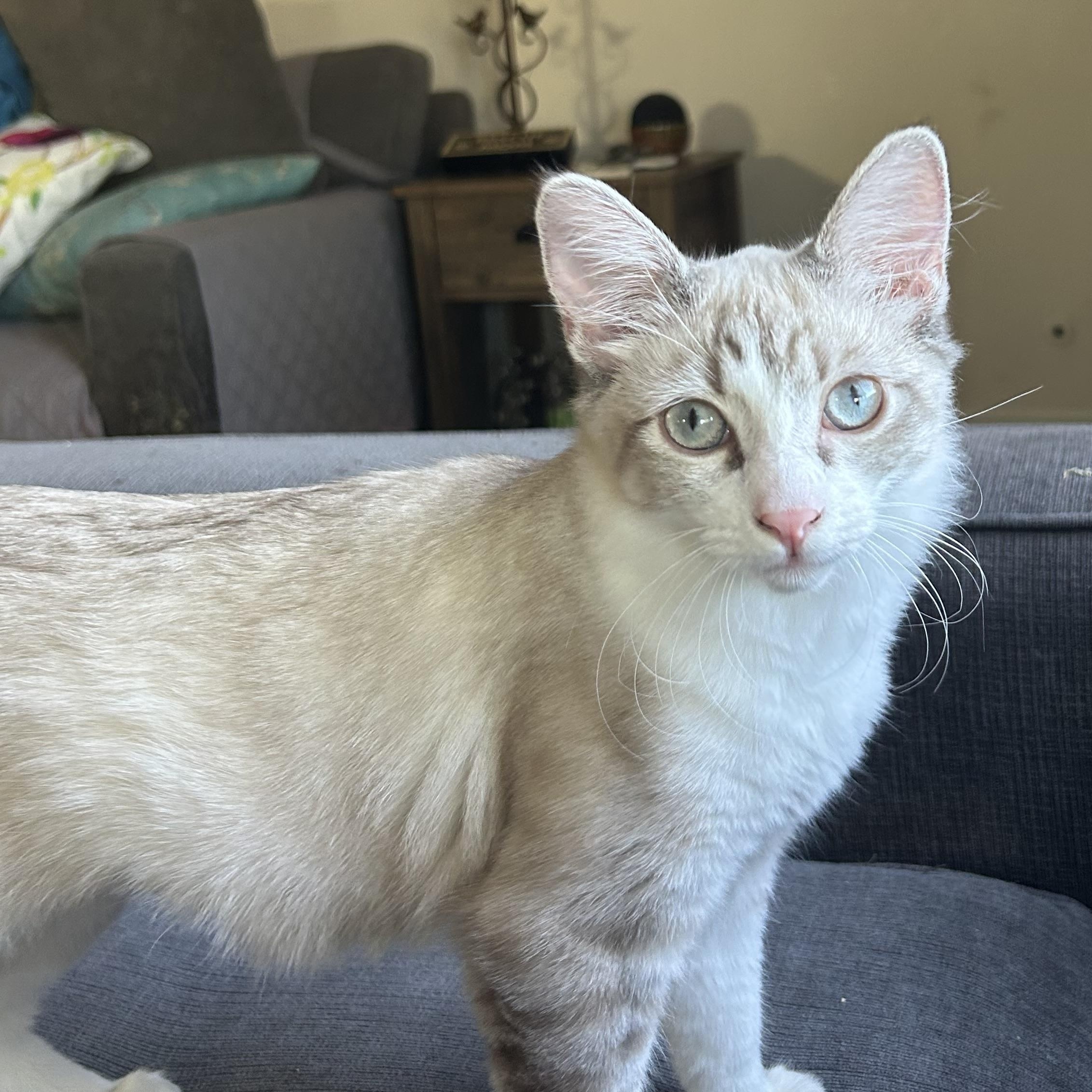 Brooke, a Adoptable Siamese in Glendora, CA image 3/4