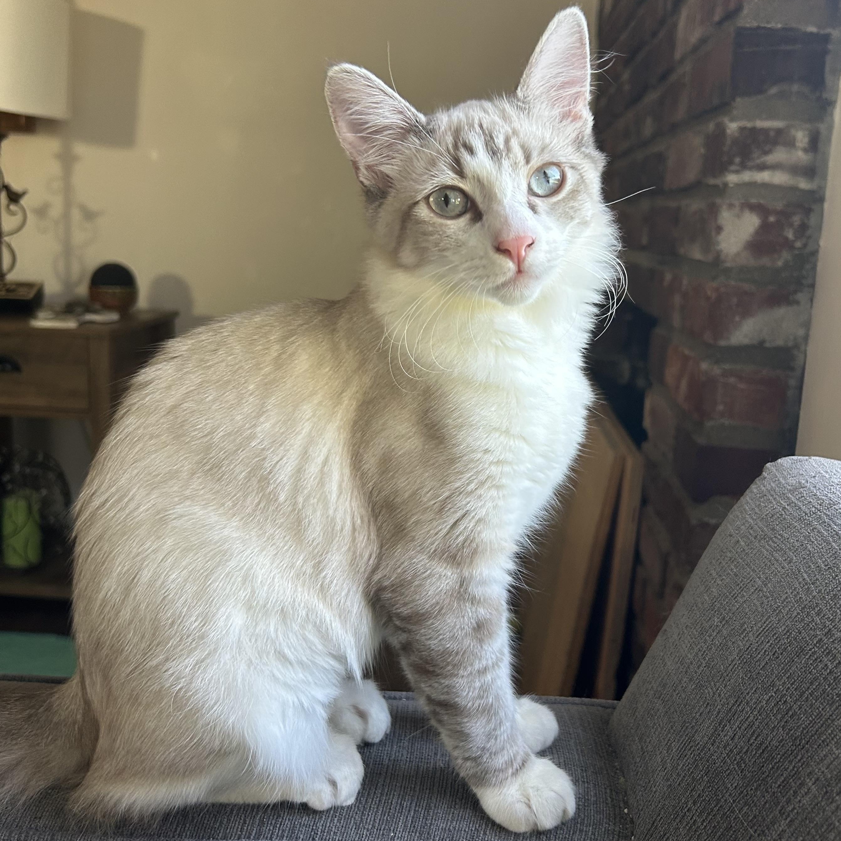 Brooke, Adoptable, Kitten Female Siamese.