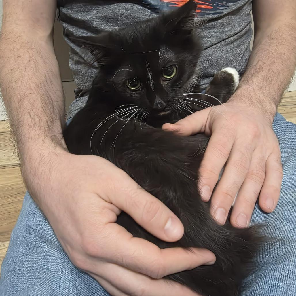 Enlarge Socks, a Adoptable Domestic Medium Hair in Maple Falls, WA image 1/2