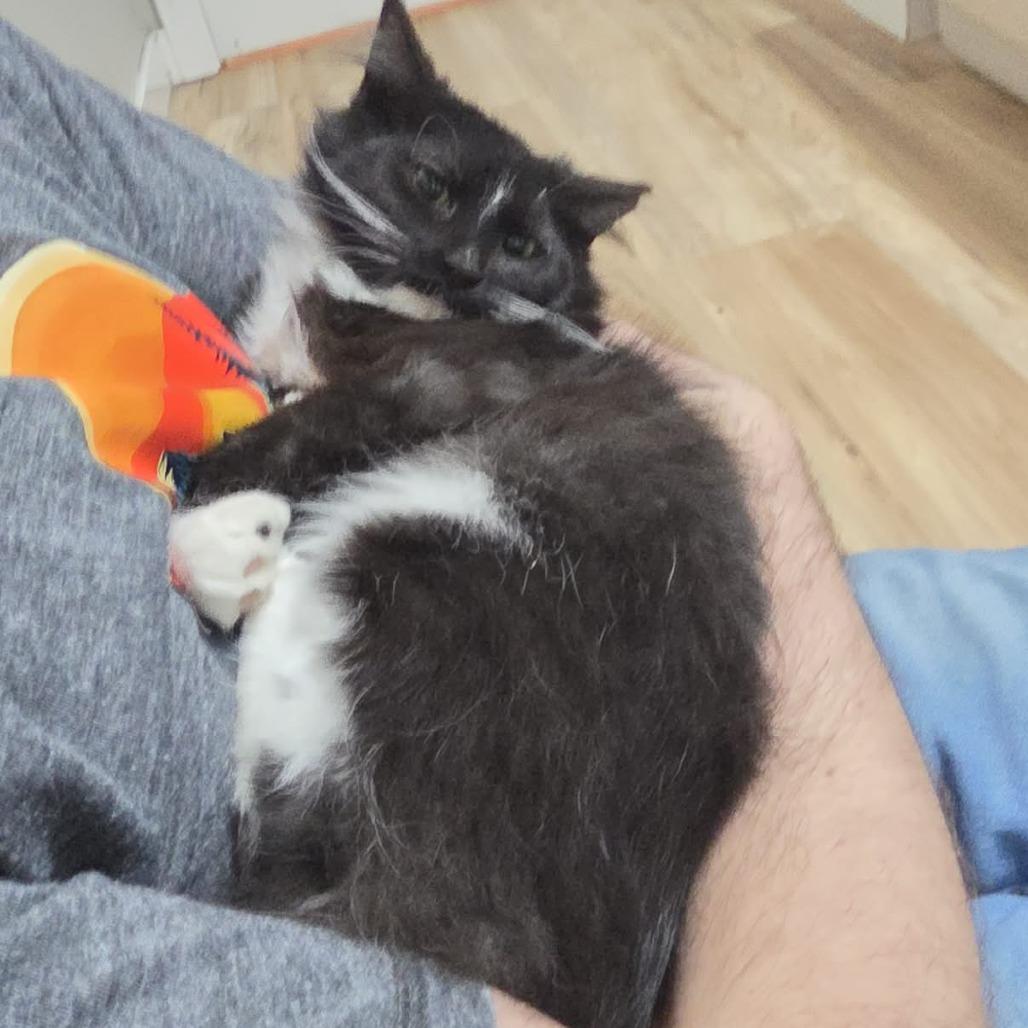 Enlarge Socks, a Adoptable Domestic Medium Hair in Maple Falls, WA image 2/2