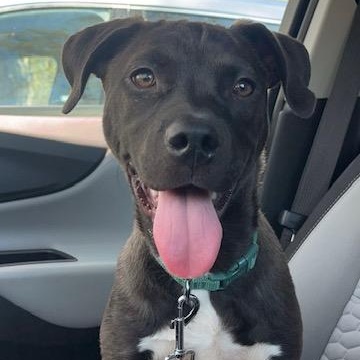 LILA, Adoptable, Puppy Female Mixed Breed.