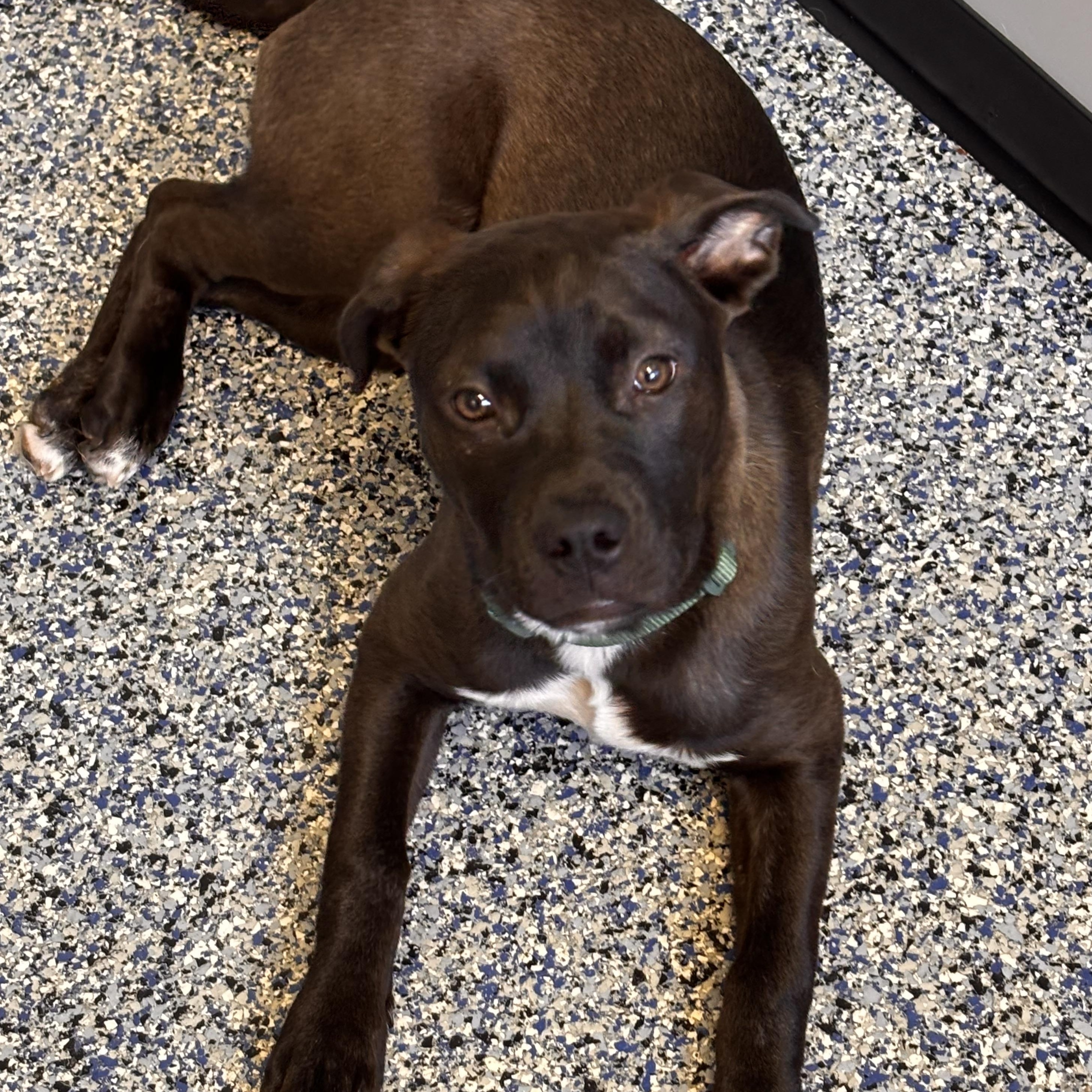 Enlarge LILA, a Adoptable mixed breed in Cranston, RI image 2/2