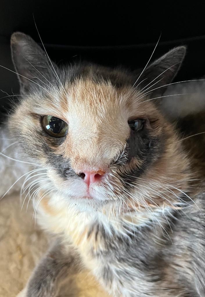 Enlarge Dallas, a Adopted Dilute Calico in Mira Loma, CA image 1/1