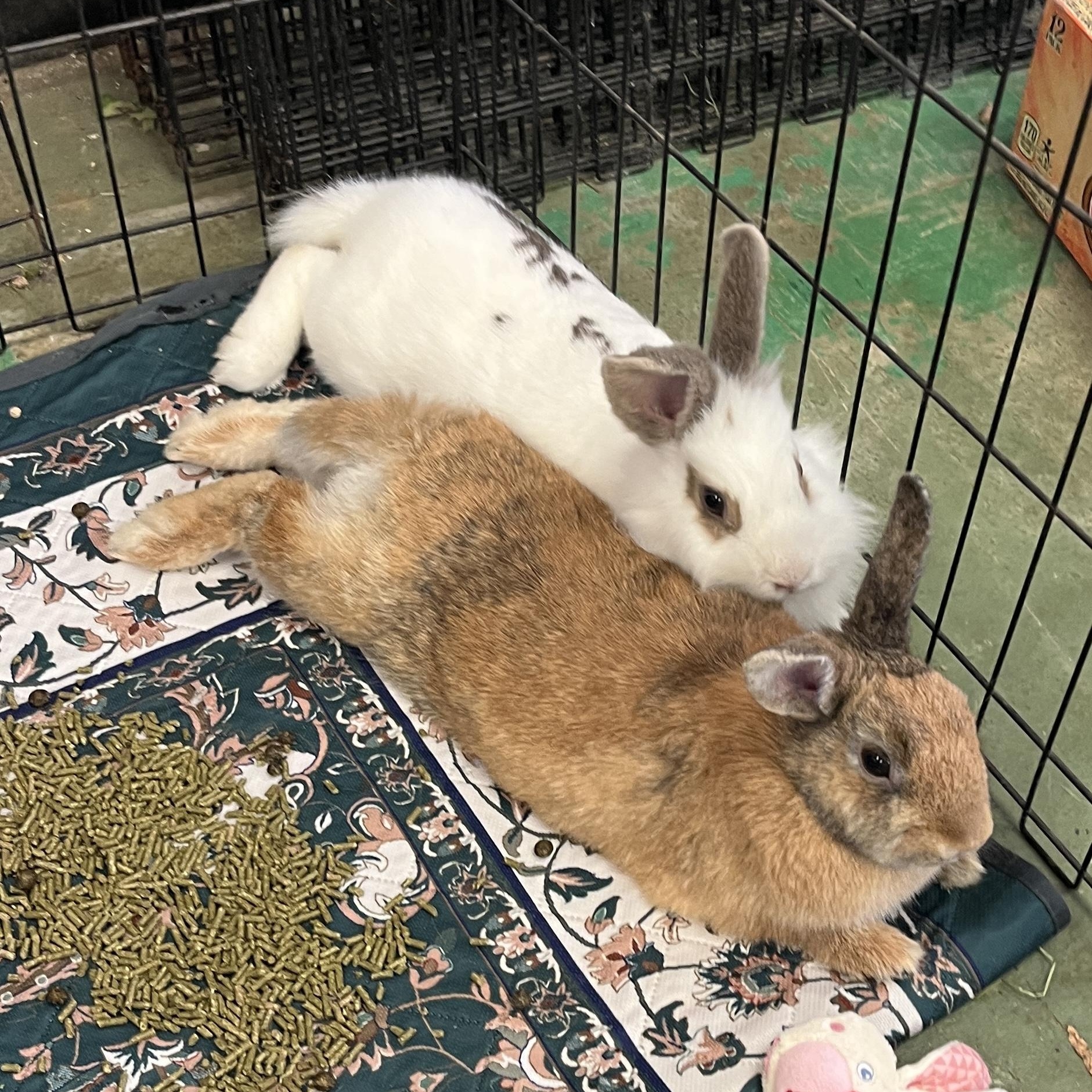 Jumanji & Mahjong (bonded pair), a ADOPTABLE mixed breed in Oakland, CA image 4/6