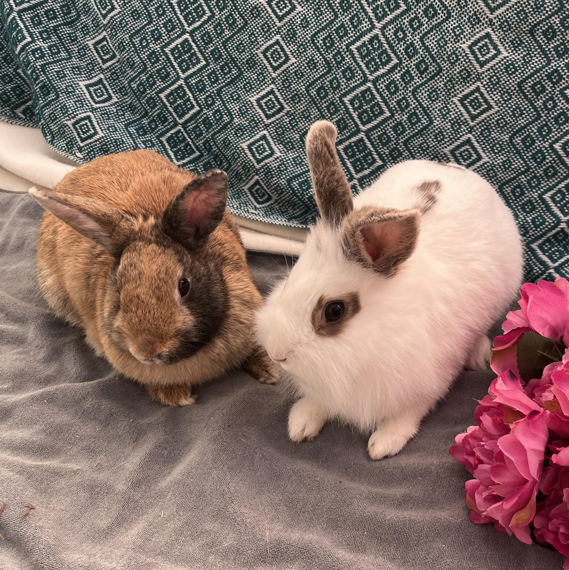 Jumanji & Mahjong (bonded pair), a ADOPTABLE mixed breed in Oakland, CA image 5/6