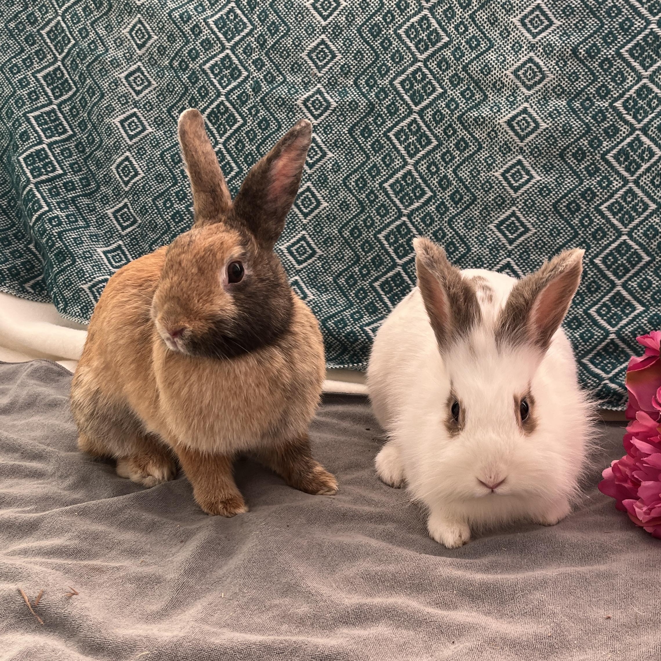 Jumanji & Mahjong (bonded pair), a ADOPTABLE mixed breed in Oakland, CA image 2/6