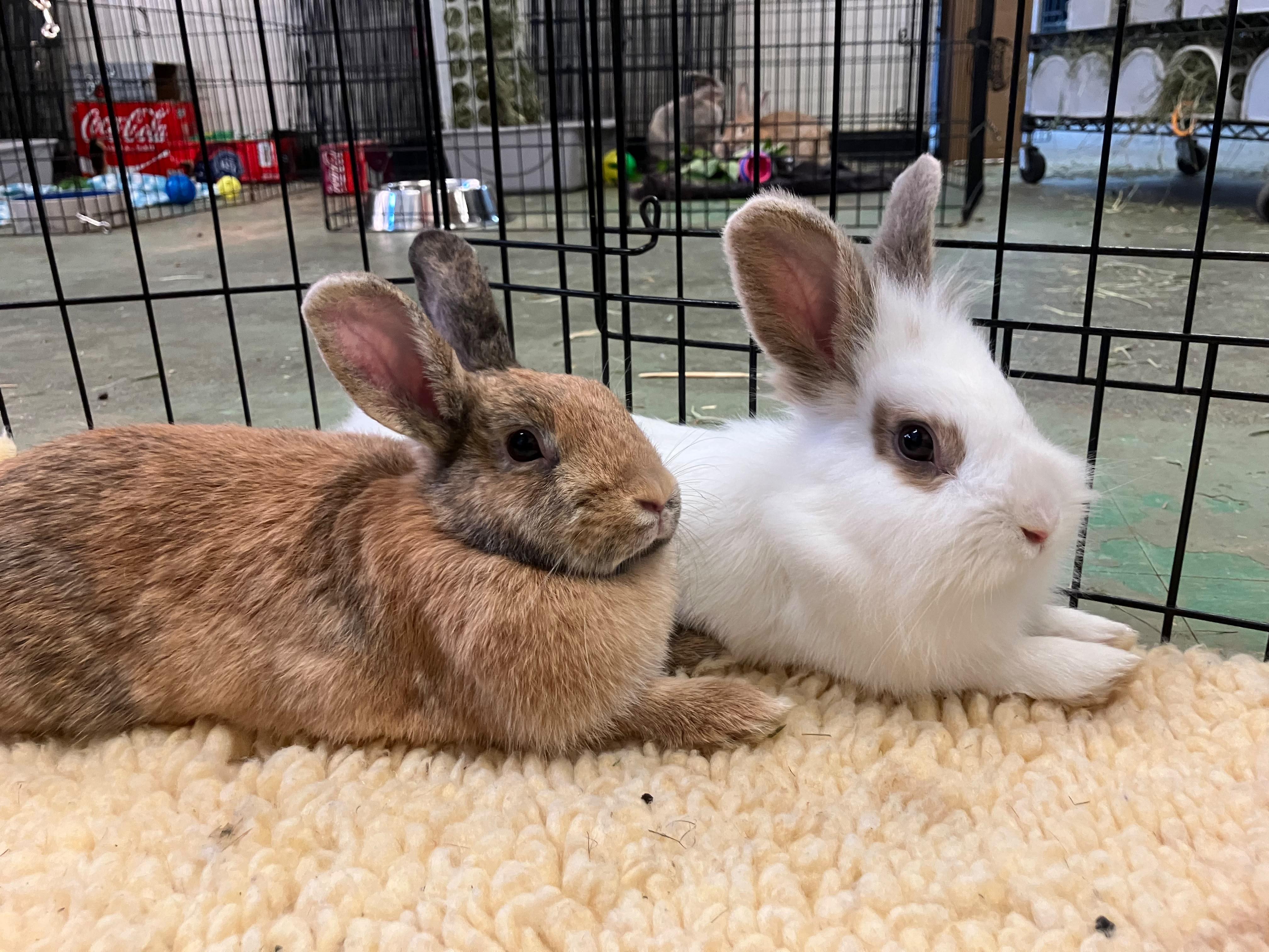 Enlarge Jumanji & Mahjong (bonded pair), a ADOPTABLE mixed breed in Oakland, CA image 6/6