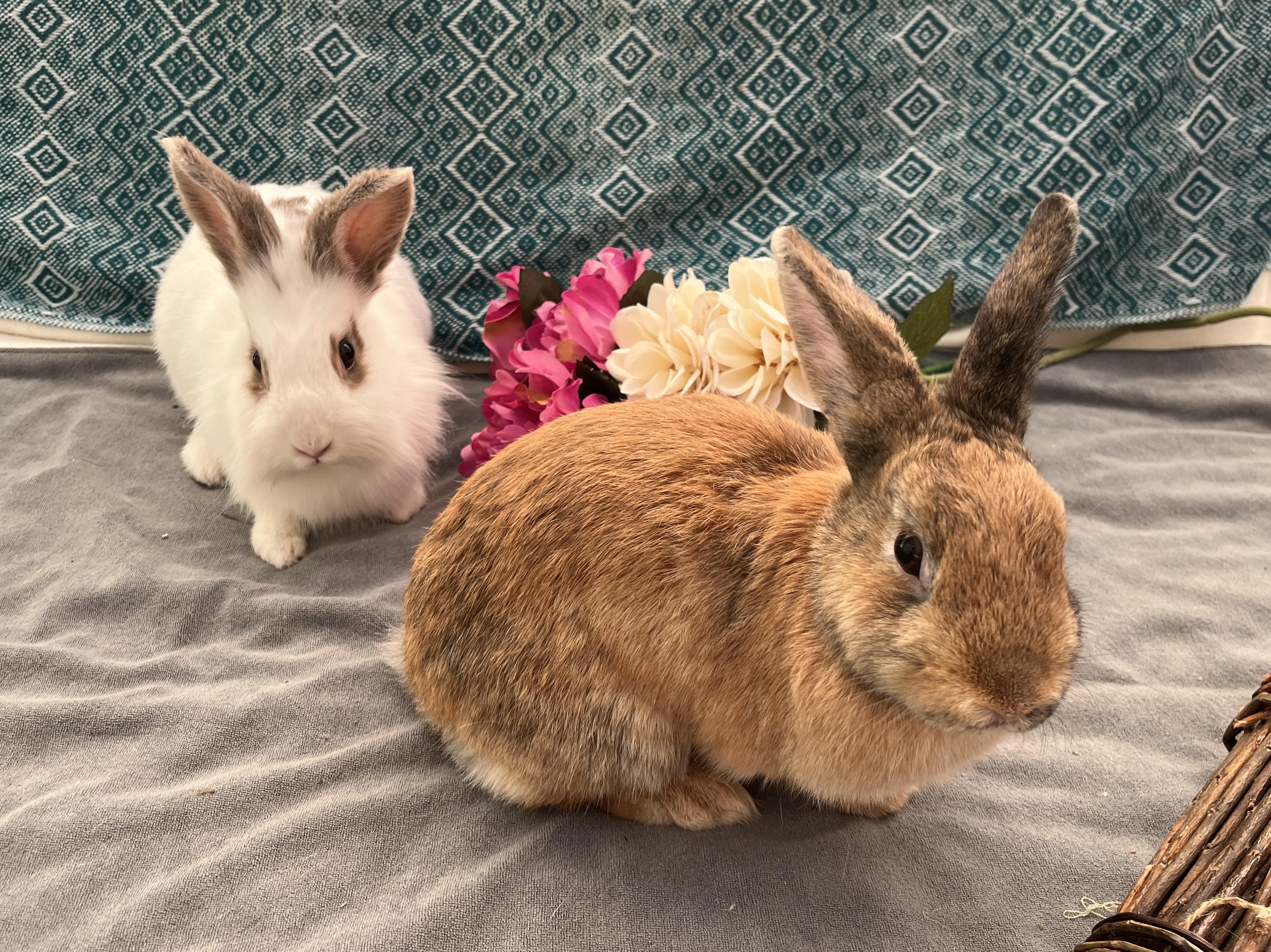 Jumanji & Mahjong (bonded pair), a ADOPTABLE mixed breed in Oakland, CA image 6/6