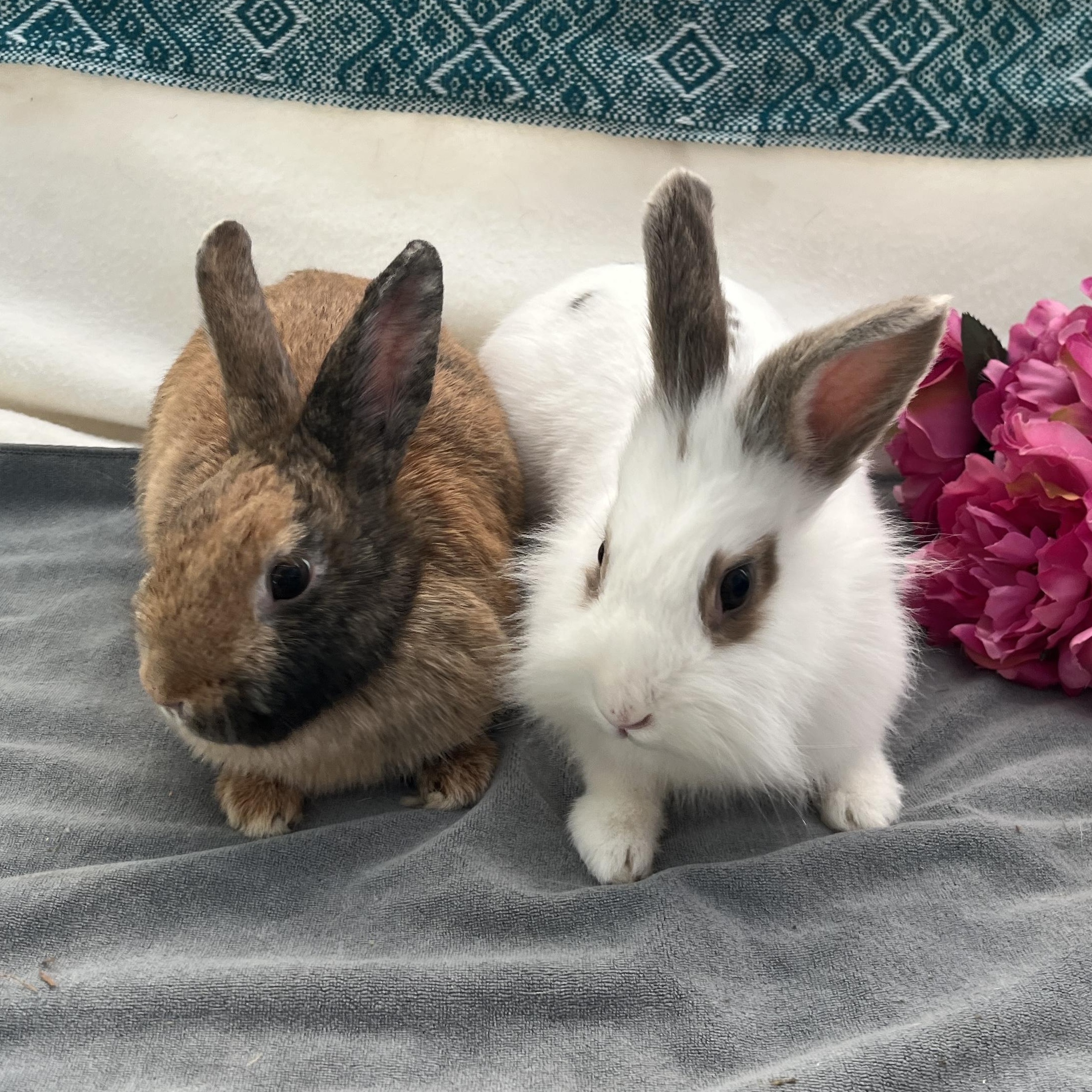 Jumanji & Mahjong (bonded pair), ADOPTABLE, Young Female English Spot & Harlequin.