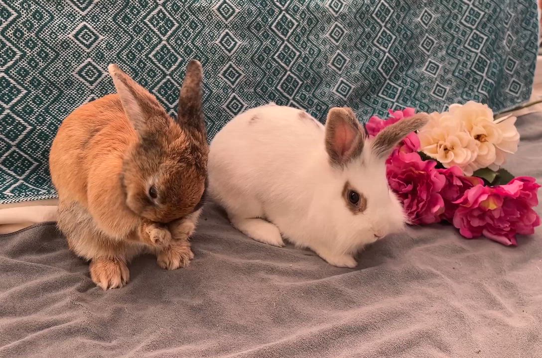 Enlarge Jumanji & Mahjong (bonded pair), a ADOPTABLE mixed breed in Oakland, CA video 3/6