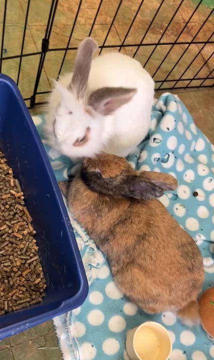 Enlarge Jumanji & Mahjong (bonded pair), a ADOPTABLE mixed breed in Oakland, CA video 5/6