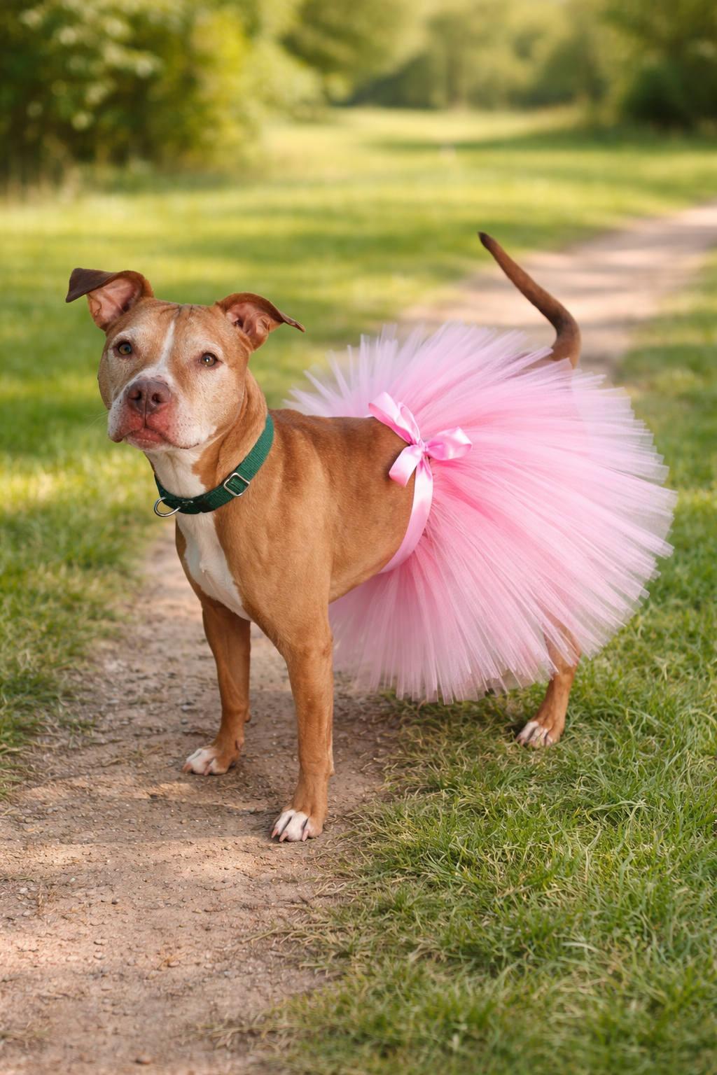 Enlarge Stella (courtesy post), a ADOPTABLE mixed breed in Conesus, NY image 1/5