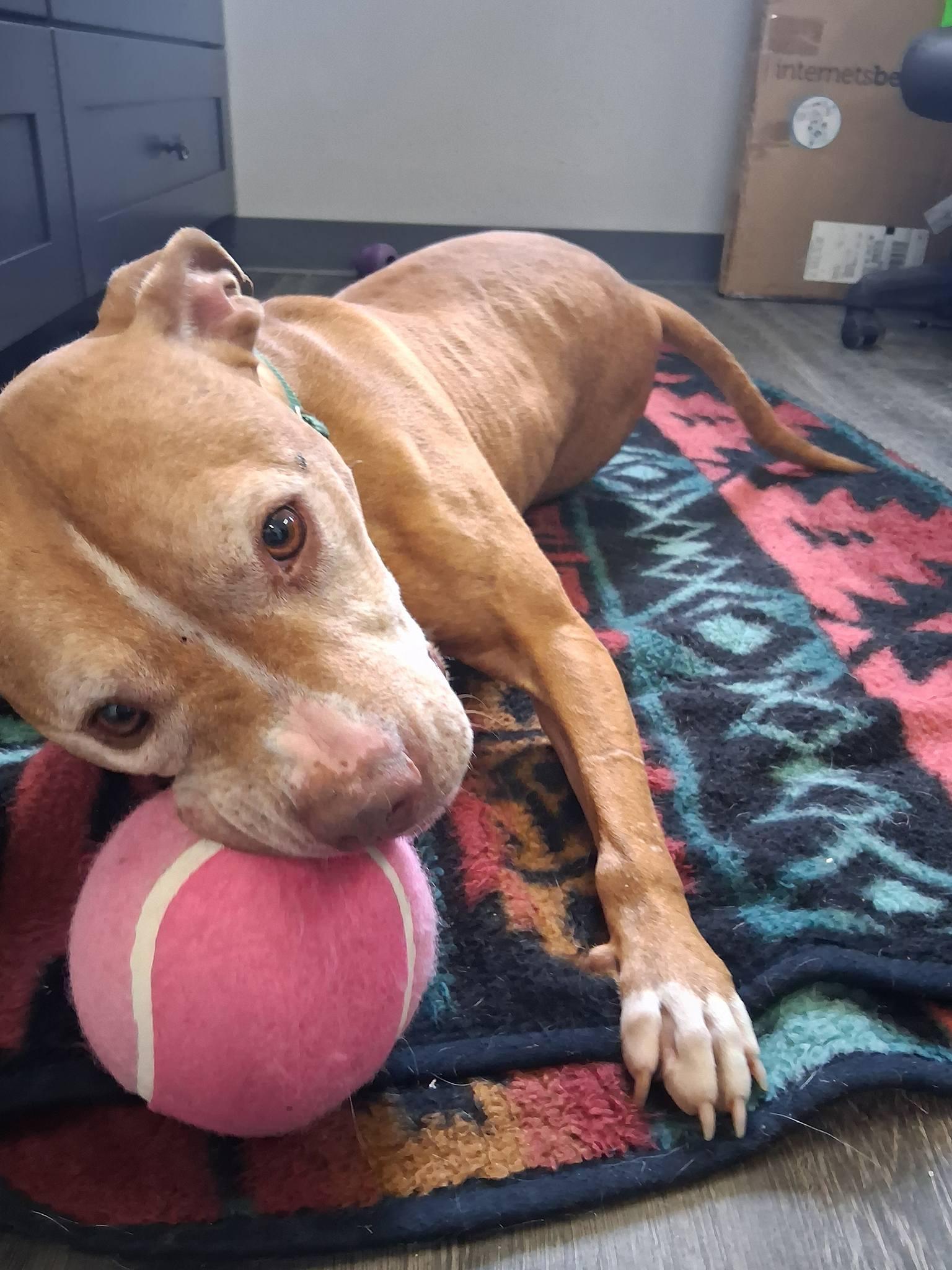 Enlarge Stella (courtesy post), a ADOPTABLE mixed breed in Conesus, NY image 3/5
