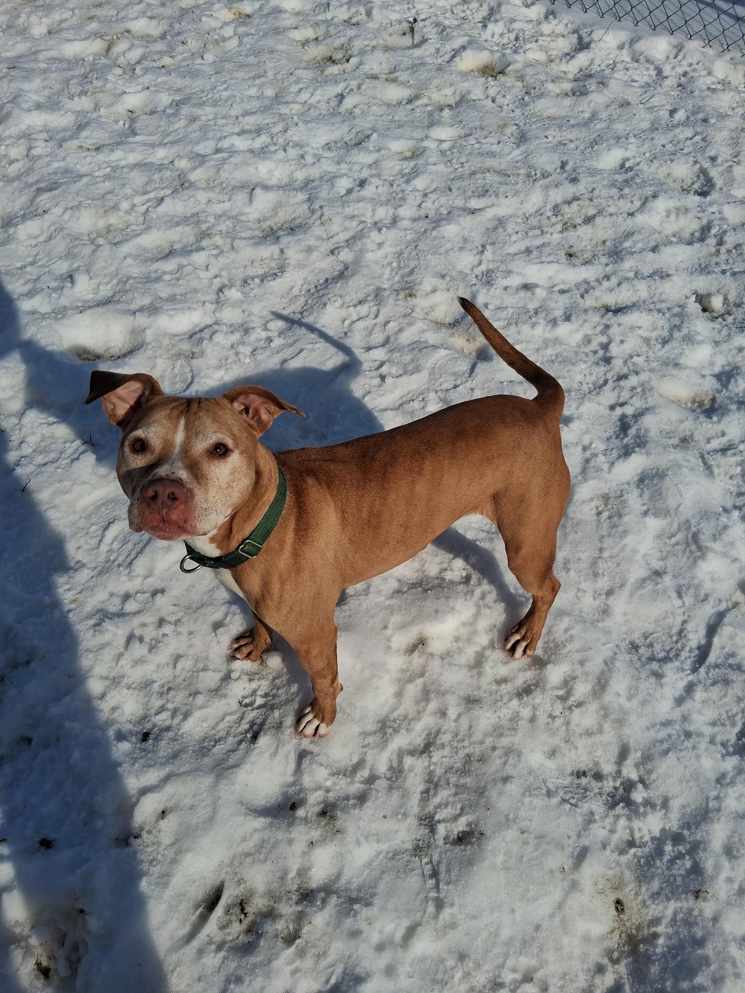 Enlarge Stella (courtesy post), a ADOPTABLE mixed breed in Conesus, NY image 5/5