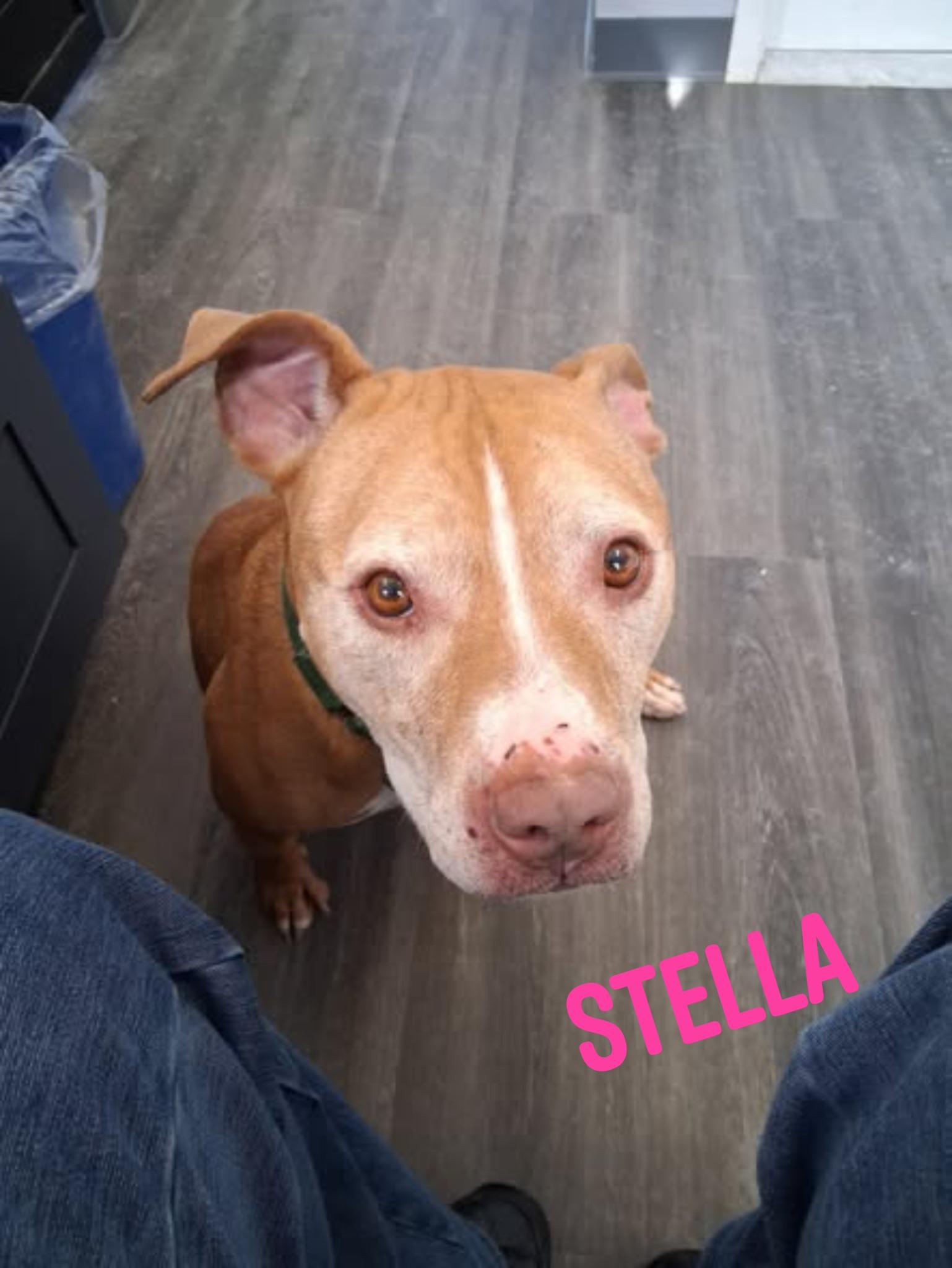 Enlarge Stella (courtesy post), a ADOPTABLE mixed breed in Conesus, NY image 2/5