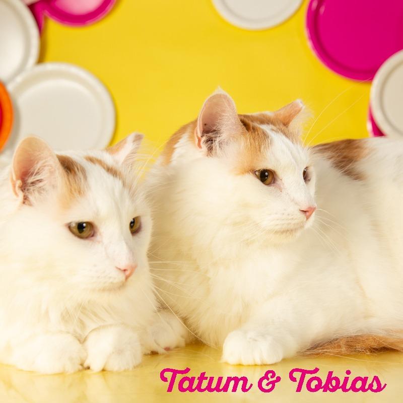 Tobias, Adoptable, Adult Male Domestic Medium Hair.